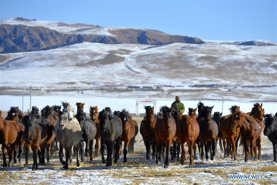 A herdsman keeps the herd together at the snow-covered Shandan Ranch with the Qilian Mountains in the background in Shandan County of Zhangye City, northwest China\'s Gansu Province, Jan. 23, 2019. (Xinhua/Li Xiao)