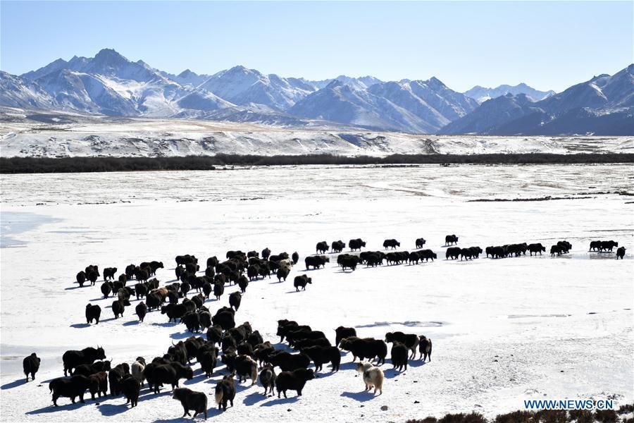 A herd of yaks are seen grazing on the snow-covered grassland at the Shandan Ranch with the Qilian Mountains in the background in Shandan County of Zhangye City, northwest China\'s Gansu Province, Jan. 23, 2019. (Xinhua/Li Xiao)