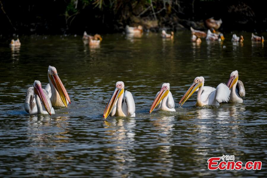 A number of great white pelican have been spotted in a village pond in Haikou City, Hainan Province, Jan. 24, 2019. The bird is a species under second class animal protection in China. (Photo/China News Service)