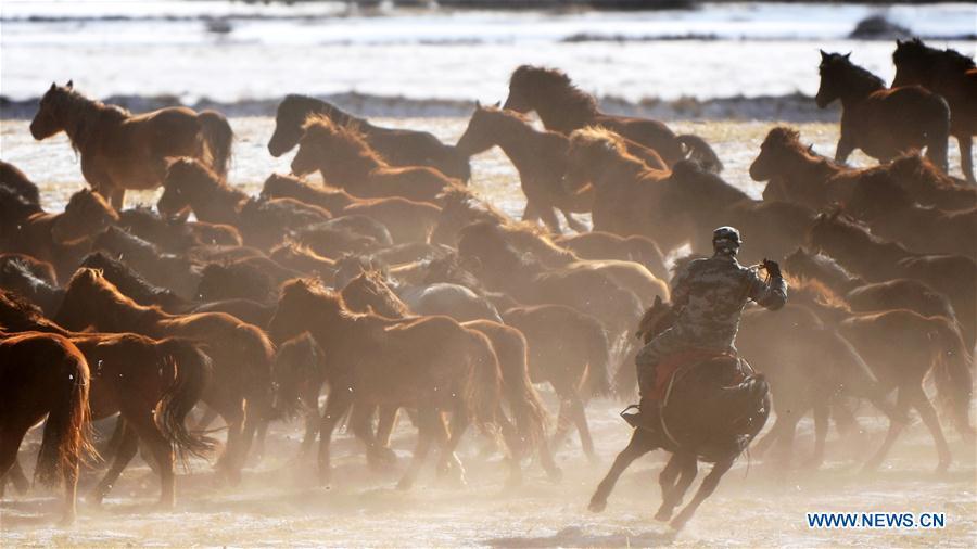 A herdsman keeps the herd together at the snow-covered Shandan Ranch in Shandan County of Zhangye City, northwest China\'s Gansu Province, Jan. 23, 2019. (Xinhua/Chen Bin)