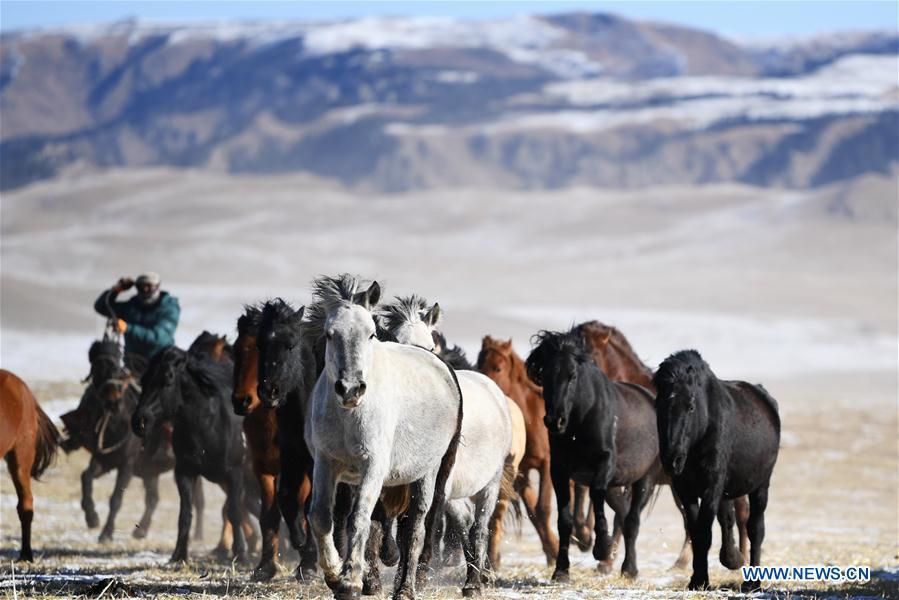 A herd of horses are seen galloping on the snow-covered grassland at the Shandan Ranch with the Qilian Mountains in the background in Shandan County of Zhangye City, northwest China\'s Gansu Province, Jan. 23, 2019. (Xinhua/Li Xiao)