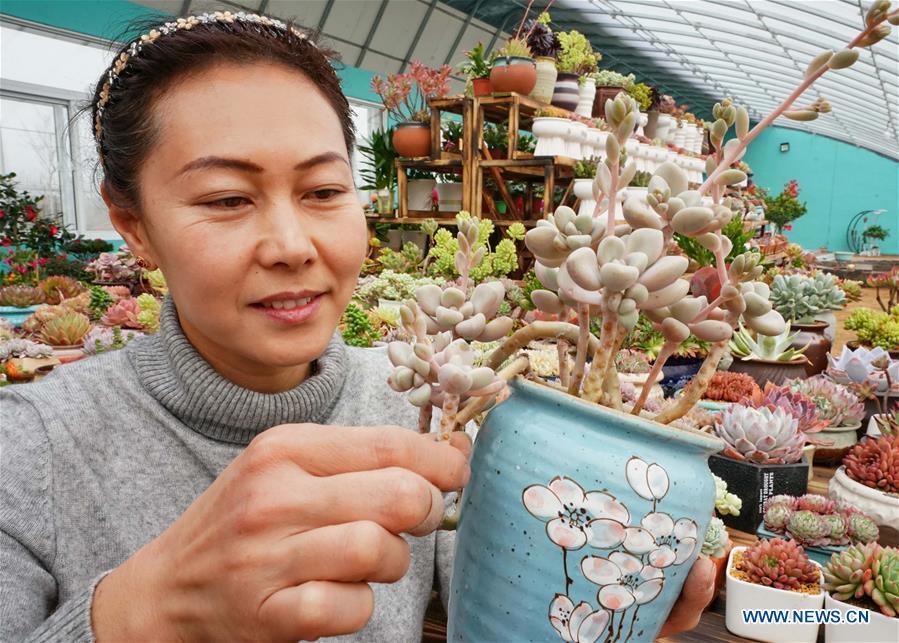 Xu Caihong arranges succulent plants at a greenhouse in Luanzhou City, north China\'s Hebei Province, Jan. 23, 2019. Xu Caihong, 39, began her succulent plants growing in 2016, and now she has three greenhouses for the plants after three years of efforts. By promoting both online and off-line sales, the annual sales of the plants has reached 1 million yuan (about 147,234 US dollars). (Xinhua/Yang Shiyao)