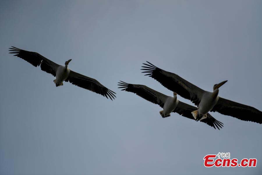 A number of great white pelican have been spotted in a village pond in Haikou City, Hainan Province, Jan. 24, 2019. The bird is a species under second class animal protection in China. (Photo/China News Service)