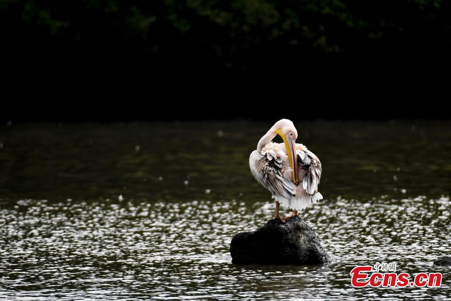 A number of great white pelican have been spotted in a village pond in Haikou City, Hainan Province, Jan. 24, 2019. The bird is a species under second class animal protection in China. (Photo/China News Service)