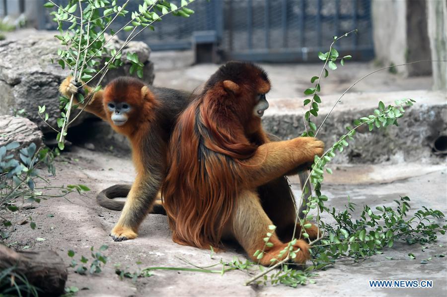 Golden snub-nosed monkeys \