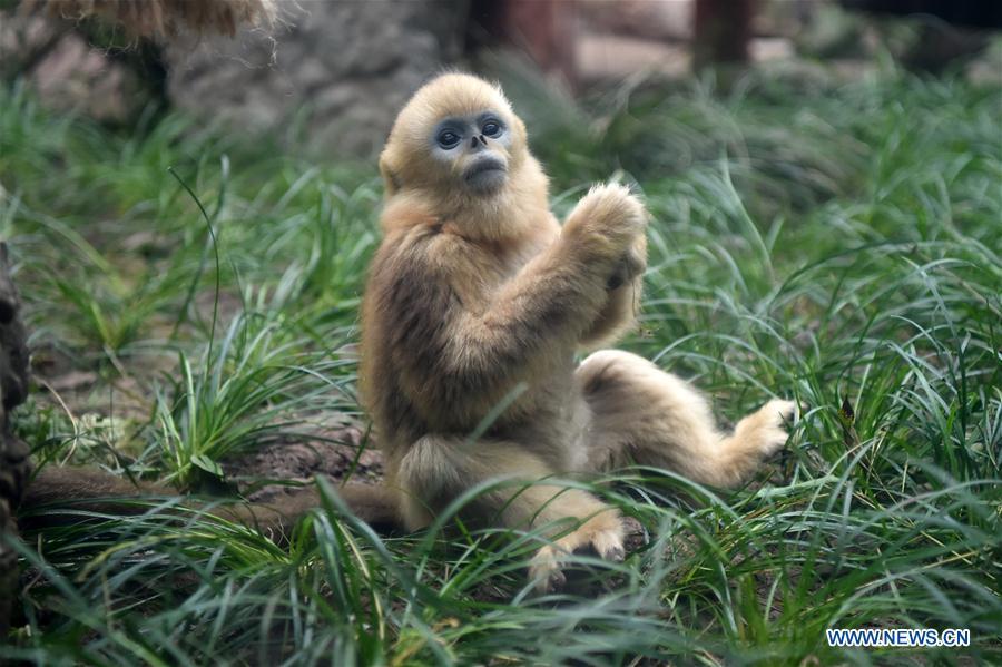Golden snub-nosed monkey \