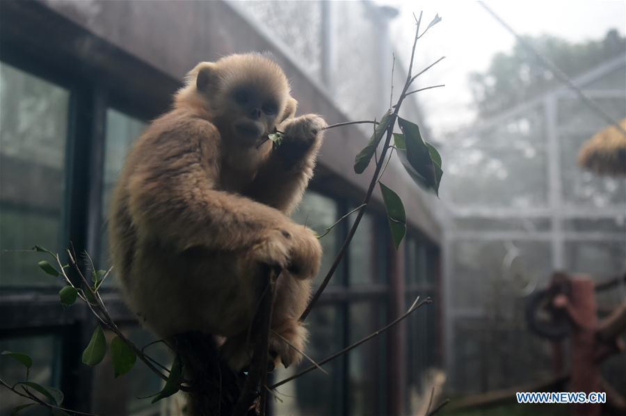 Golden snub-nosed monkey \