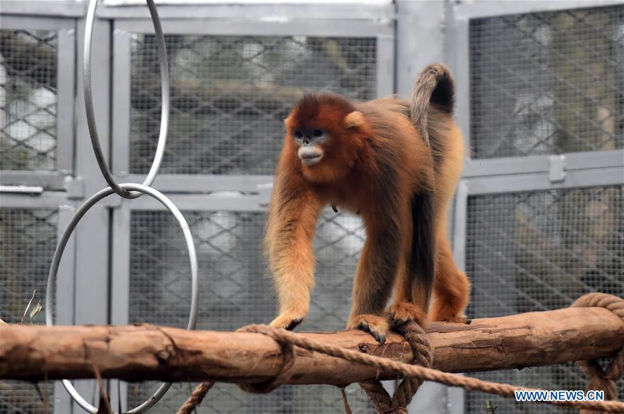 Golden snub-nosed monkey \