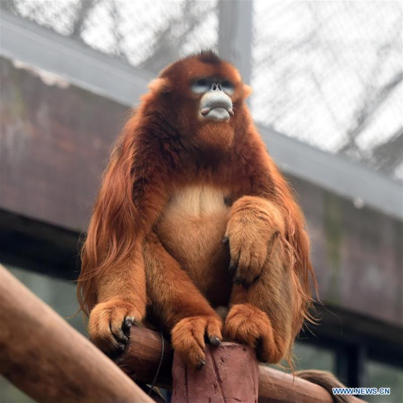 Golden snub-nosed monkey \