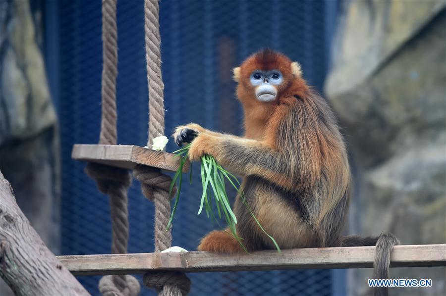 Golden snub-nosed monkey \