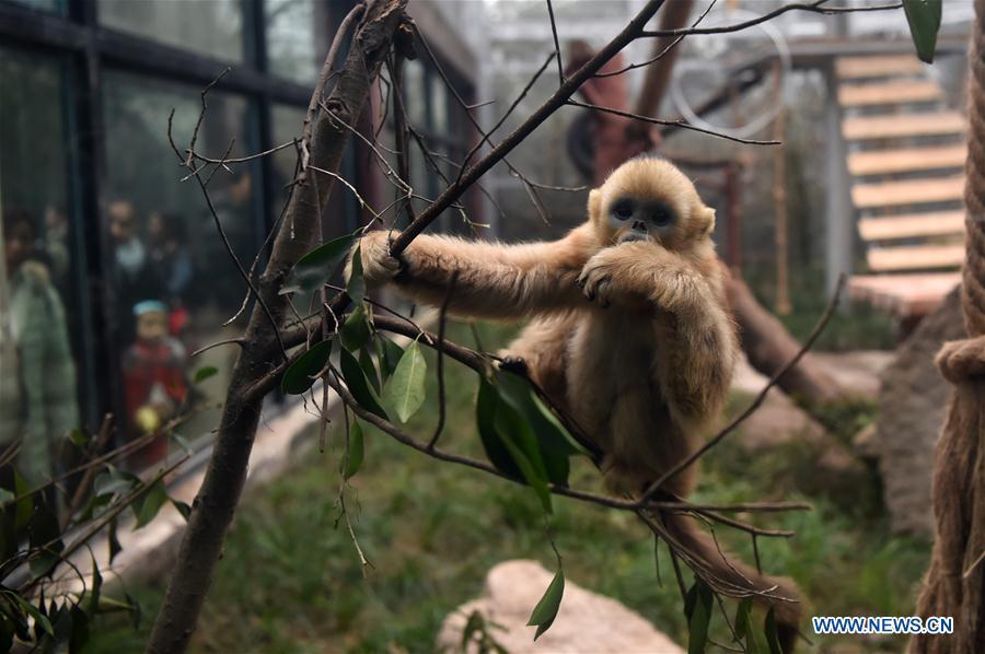 Golden snub-nosed monkey \