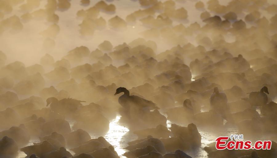 Geese huddle in the water as the sun rises at the harbor in Port Washington, Wis., Jan. 30, 2019. A deadly arctic deep freeze enveloped the Midwest with record-breaking temperatures. (Photo/Agencies)