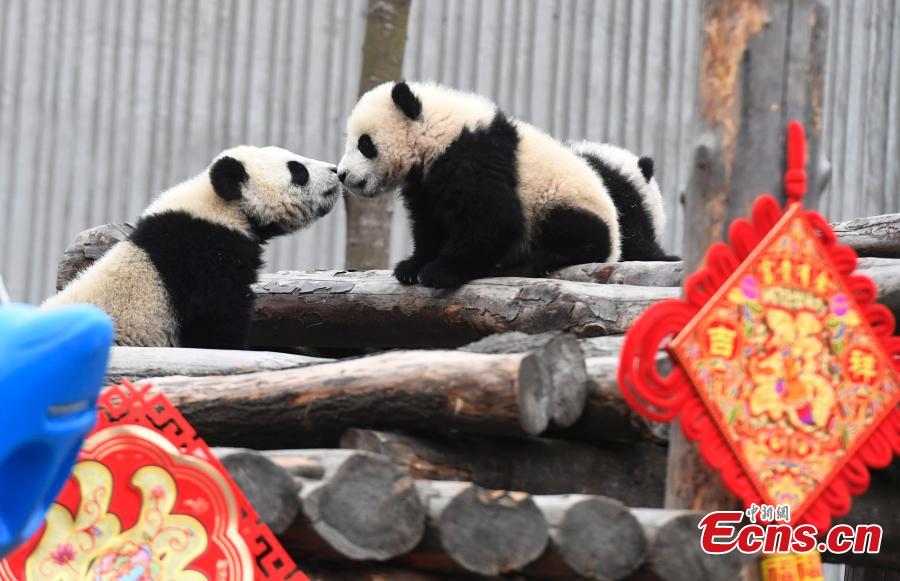 Photo taken on Jan. 31, 2019 shows giant pandas born in 2018 at the Shenshuping base of the China Conservation and Research Center for the Giant Panda in Sichuan Province. (Photo: China News Service/An Yuan)