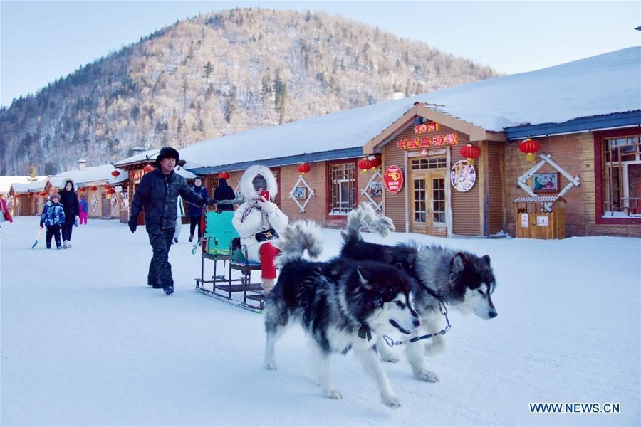 A tourist experiences dog sledding at Shuangfeng Forest Farm in Mudanjiang City, northeast China\'s Heilongjiang Province, Jan. 31, 2019. The Shuangfeng Forest Farm witnesses frequent snowfalls and is covered with snow for most of the year. The beautiful snow scenery here attracts many visitors from at home and abroad every year. (Xinhua/Yang Siqi)