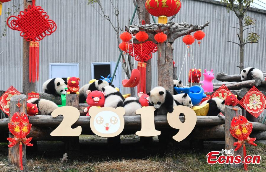 Photo taken on Jan. 31, 2019 shows 11 giant pandas born in 2018 on display to celebrate Spring Festival, China’s Lunar New Year, at the Shenshuping base of the China Conservation and Research Center for the Giant Panda in Sichuan Province. (Photo: China News Service/An Yuan)