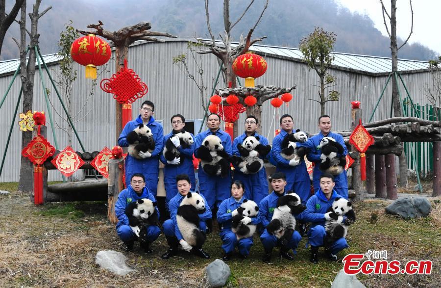 Photo taken on Jan. 31, 2019 shows 11 giant pandas born in 2018 on display to celebrate Spring Festival, China’s Lunar New Year, at the Shenshuping base of the China Conservation and Research Center for the Giant Panda in Sichuan Province. (Photo: China News Service/An Yuan)