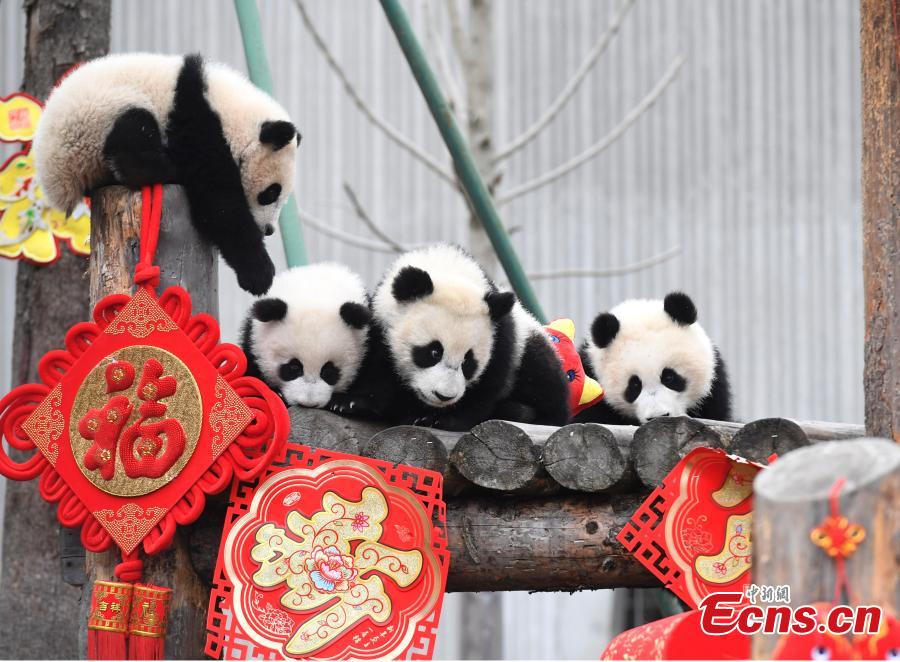 Photo taken on Jan. 31, 2019 shows giant pandas born in 2018 at the Shenshuping base of the China Conservation and Research Center for the Giant Panda in Sichuan Province. (Photo: China News Service/An Yuan)