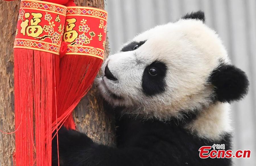 Photo taken on Jan. 31, 2019 shows A giant panda born in 2018 at the Shenshuping base of the China Conservation and Research Center for the Giant Panda in Sichuan Province. (Photo: China News Service/An Yuan)