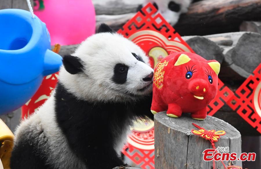 Photo taken on Jan. 31, 2019 shows A giant panda born in 2018 at the Shenshuping base of the China Conservation and Research Center for the Giant Panda in Sichuan Province. (Photo: China News Service/An Yuan)