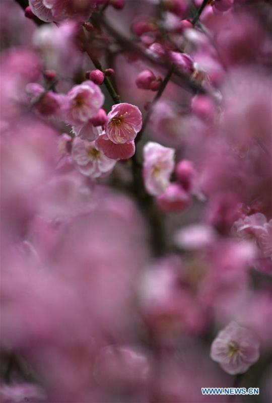 Photo taken on Jan. 31, 2019 shows plum flowers at Aishan Village of Gaoluo Township in Xuanen County of Enshi Tujia and Miao Autonomous Prefecture, central China\'s Hubei Province. (Xinhua/Song Wen)