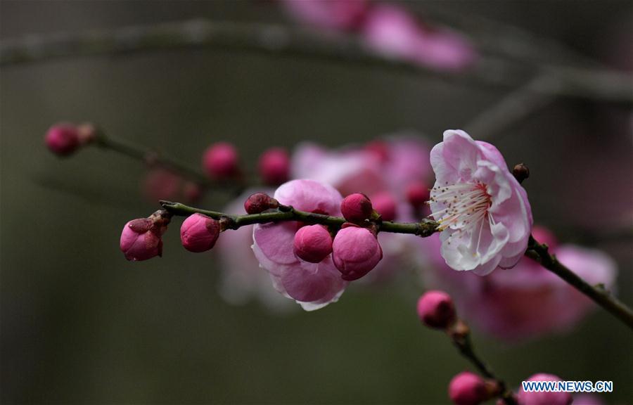 Photo taken on Jan. 31, 2019 shows plum flowers at Aishan Village of Gaoluo Township in Xuanen County of Enshi Tujia and Miao Autonomous Prefecture, central China\'s Hubei Province. (Xinhua/Song Wen)