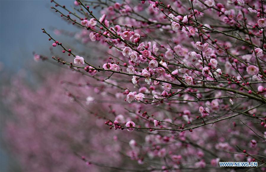Photo taken on Jan. 31, 2019 shows plum flowers at Aishan Village of Gaoluo Township in Xuanen County of Enshi Tujia and Miao Autonomous Prefecture, central China\'s Hubei Province. (Xinhua/Song Wen)
