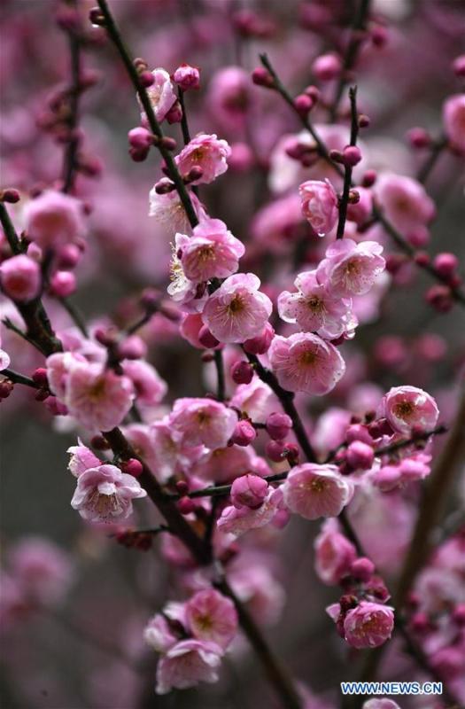 Photo taken on Jan. 31, 2019 shows plum flowers at Aishan Village of Gaoluo Township in Xuanen County of Enshi Tujia and Miao Autonomous Prefecture, central China\'s Hubei Province. (Xinhua/Song Wen)