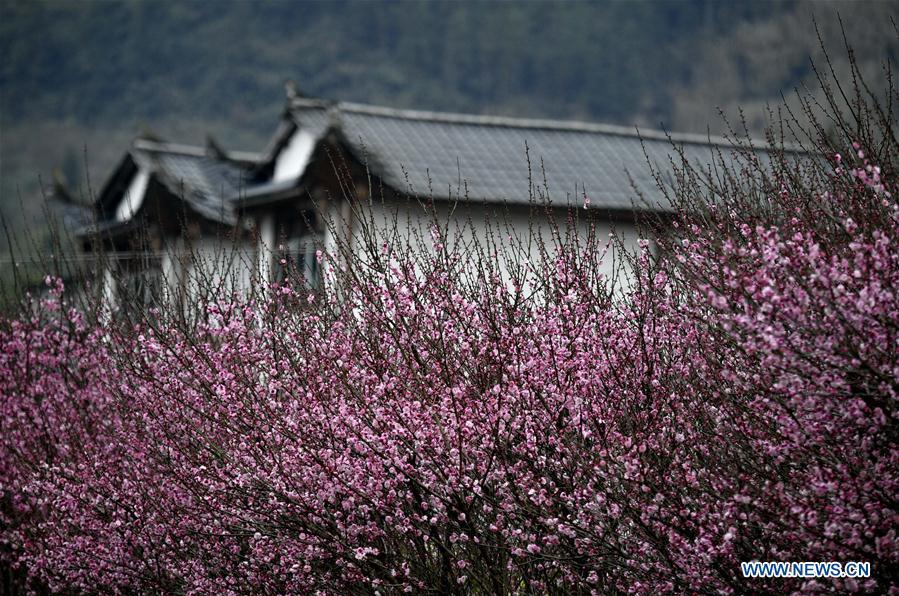 Photo taken on Jan. 31, 2019 shows plum flowers at Aishan Village of Gaoluo Township in Xuanen County of Enshi Tujia and Miao Autonomous Prefecture, central China\'s Hubei Province. (Xinhua/Song Wen)