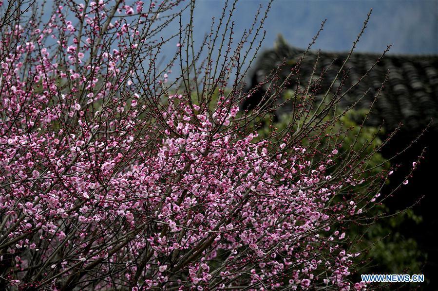 Photo taken on Jan. 31, 2019 shows plum flowers at Aishan Village of Gaoluo Township in Xuanen County of Enshi Tujia and Miao Autonomous Prefecture, central China\'s Hubei Province. (Xinhua/Song Wen)