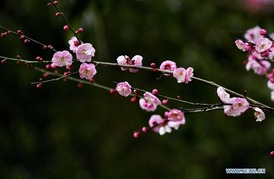 Photo taken on Jan. 31, 2019 shows plum flowers at Aishan Village of Gaoluo Township in Xuanen County of Enshi Tujia and Miao Autonomous Prefecture, central China\'s Hubei Province. (Xinhua/Song Wen)