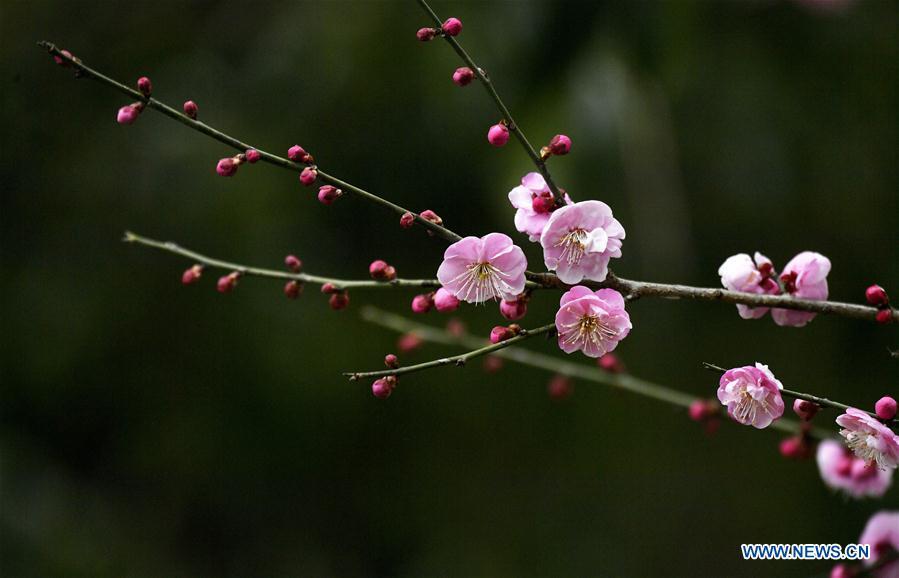 Photo taken on Jan. 31, 2019 shows plum flowers at Aishan Village of Gaoluo Township in Xuanen County of Enshi Tujia and Miao Autonomous Prefecture, central China\'s Hubei Province. (Xinhua/Song Wen)