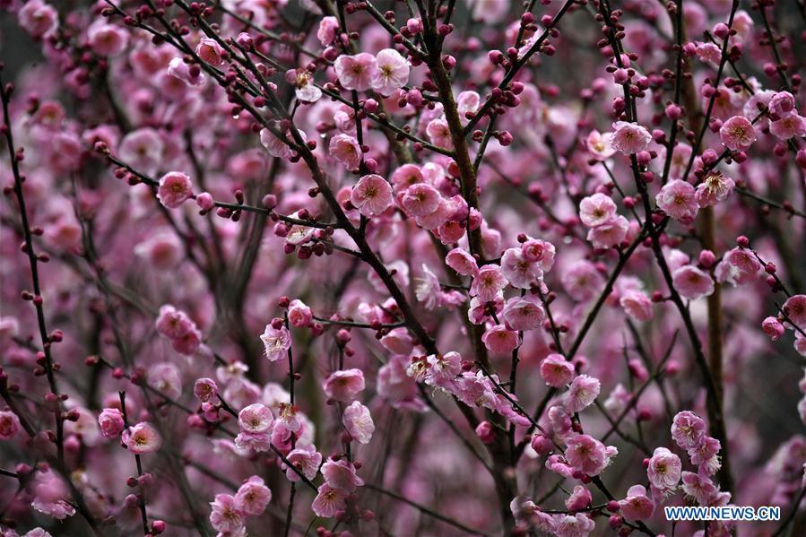 Photo taken on Jan. 31, 2019 shows plum flowers at Aishan Village of Gaoluo Township in Xuanen County of Enshi Tujia and Miao Autonomous Prefecture, central China\'s Hubei Province. (Xinhua/Song Wen)