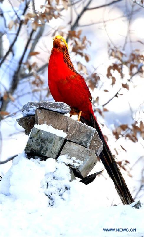 A golden pheasant is seen in the snow near Huiduishi Village of Lushi County, central China\'s Henan Province, Feb. 1, 2019. (Xinhua/Li Jianan)