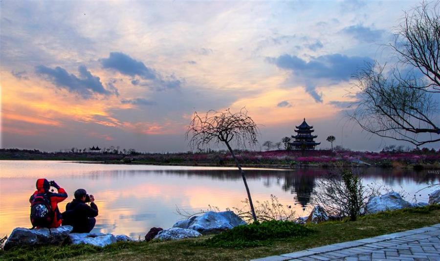 Visitors take photos of early plum blossoms in the Gulf Forest Park in Fengxian over the weekend. (Photo: Ti Gong/SHINE)