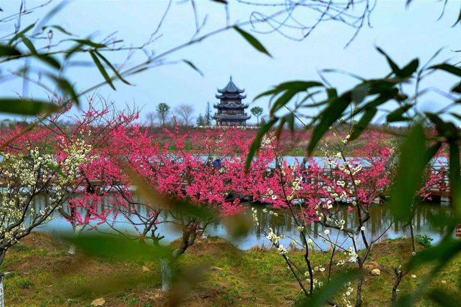 Some early plum flowers bloom in the Gulf Forest Park in Fengxian over the weekend. (Photo: Ti Gong/SHINE)
