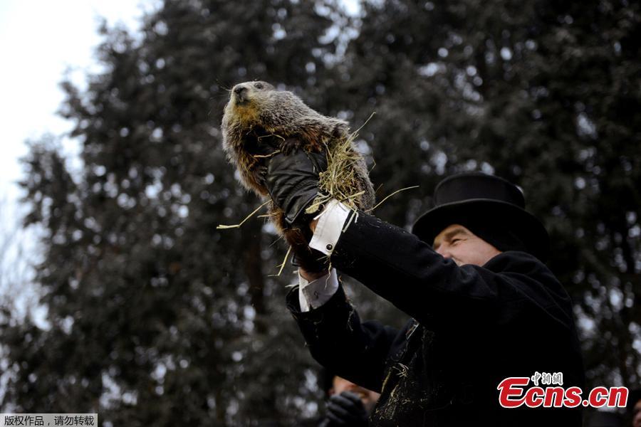 Punxsutawney Phil\'s co-handler AJ Dereume introduces the groundhog to reporters on the 133rd Groundhog Day in Punxsutawney, Pennsylvania, U.S., February 2, 2019. Around 7:30 a.m. on Saturday, Punxsutawney Phil emerged from his slumber and didn’t see his shadow, meaning an early spring is apparently on the horizon. According to the Punxsutawney Groundhog Club, the iconic creature’s predictions are only 39 percent accurate.(Photo/Agencies)