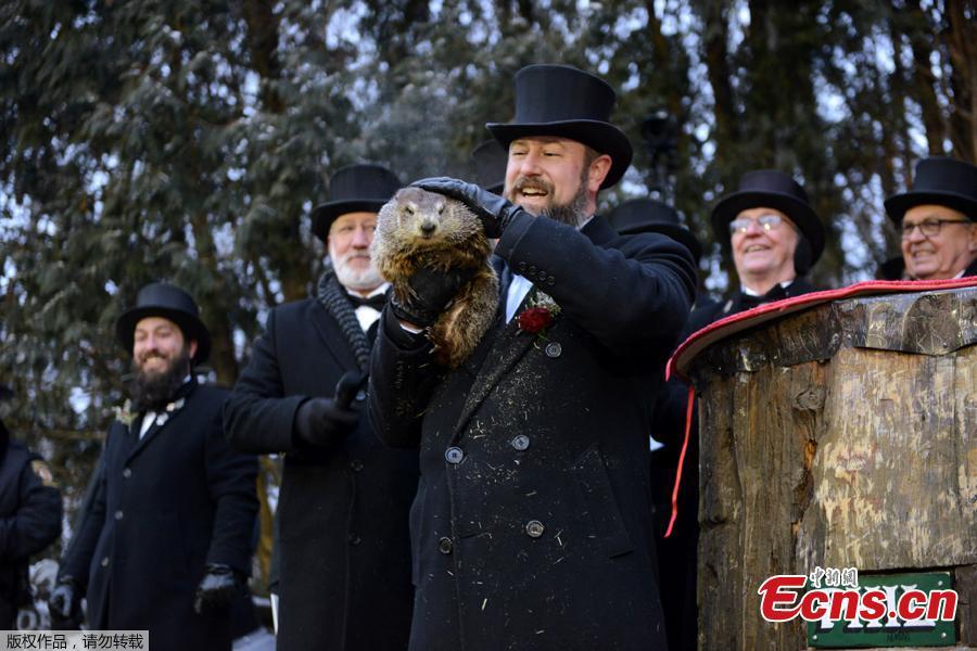 Punxsutawney Phil is introduced to the crowd on the 133rd Groundhog Day in Punxsutawney, Pennsylvania, U.S., February 2, 2019. Around 7:30 a.m. on Saturday, Punxsutawney Phil emerged from his slumber and didn’t see his shadow, meaning an early spring is apparently on the horizon. According to the Punxsutawney Groundhog Club, the iconic creature’s predictions are only 39 percent accurate.(Photo/Agencies)