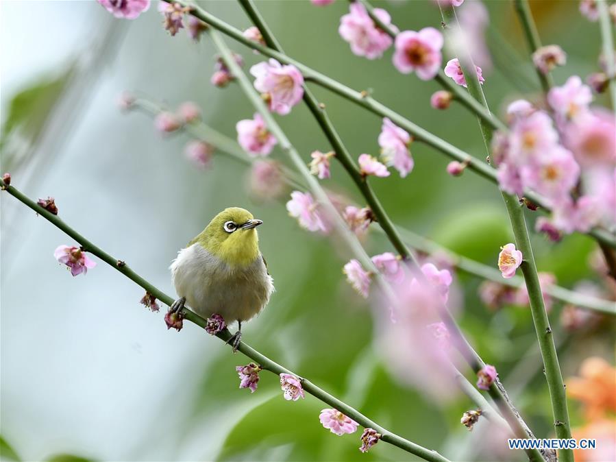 A white-eye searches for nectar from plum blossoms in Fuzhou, southeast China\'s Fujian Province, Feb. 12, 2019. (Xinhua/Jiang Kehong)