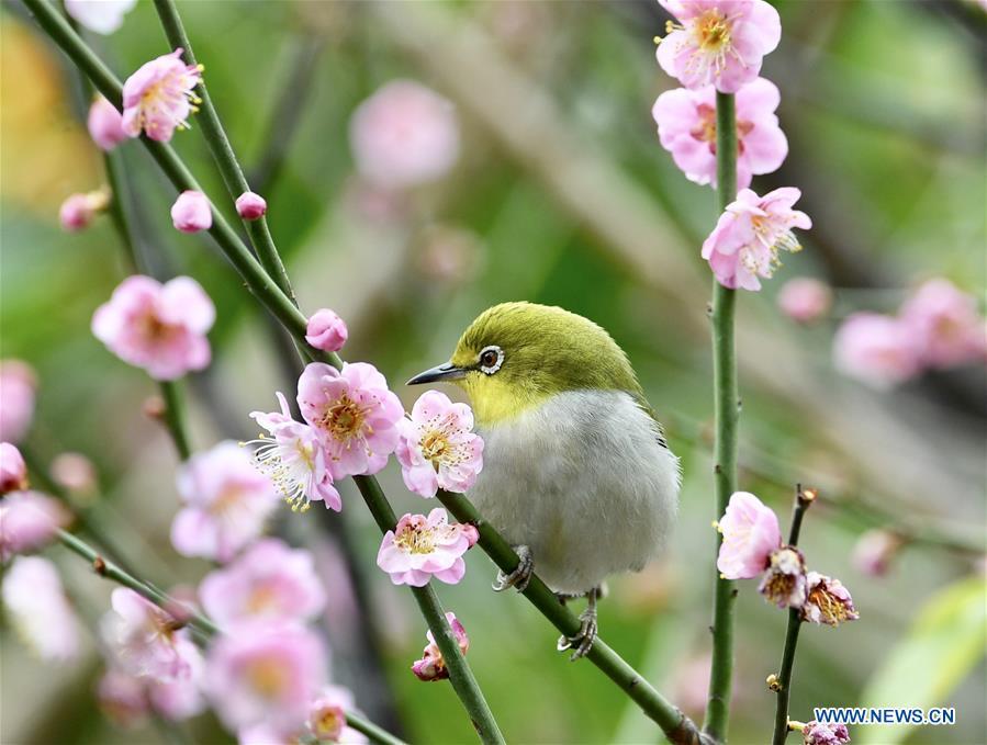 A white-eye feeds on nectar from plum blossoms in Fuzhou, southeast China\'s Fujian Province, Feb. 12, 2019. (Xinhua/Jiang Kehong)