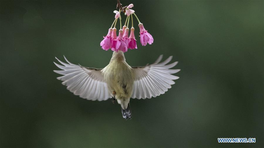 A fork-tailed sunbird gathers honey from a flower in Fuzhou, capital of southeast China\'s Fujian Province, Feb. 12, 2019. (Xinhua/Mei Yongcun)