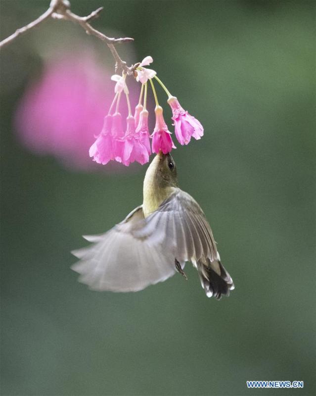 A fork-tailed sunbird gathers honey from a flower in Fuzhou, capital of southeast China\'s Fujian Province, Feb. 12, 2019. (Xinhua/Mei Yongcun)