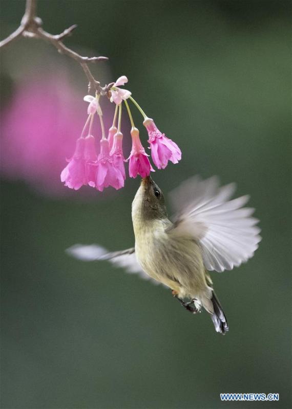 A fork-tailed sunbird gathers honey from a flower in Fuzhou, capital of southeast China\'s Fujian Province, Feb. 12, 2019. (Xinhua/Mei Yongcun)