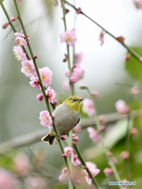A white-eye searches for nectar from plum blossoms in Fuzhou, southeast China\'s Fujian Province, Feb. 12, 2019. (Xinhua/Jiang Kehong)