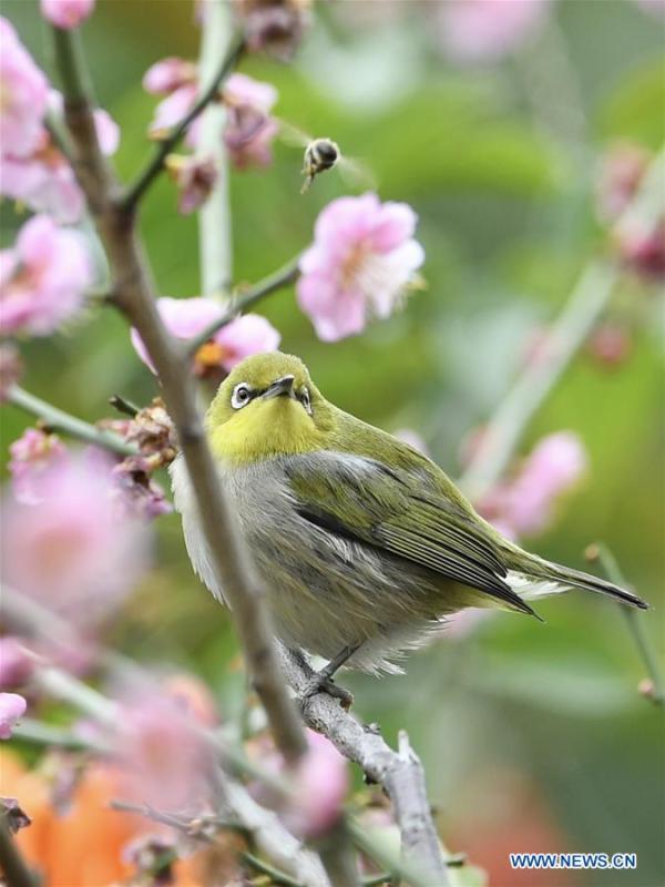 A white-eye searches for nectar from plum blossoms in Fuzhou, southeast China\'s Fujian Province, Feb. 12, 2019. (Xinhua/Jiang Kehong)