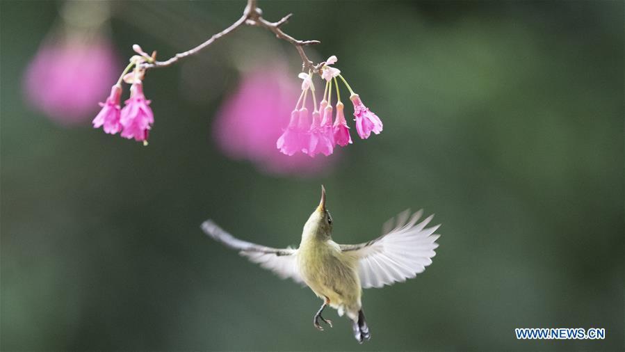 A fork-tailed sunbird tries to gather honey from a flower in Fuzhou, capital of southeast China\'s Fujian Province, Feb. 12, 2019. (Xinhua/Mei Yongcun)