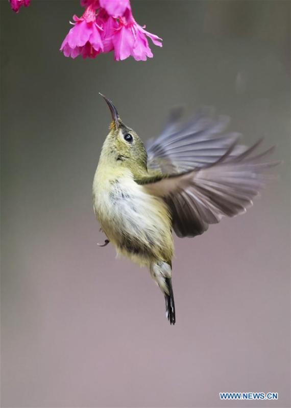 A fork-tailed sunbird tries to gather honey from a flower in Fuzhou, capital of southeast China\'s Fujian Province, Feb. 12, 2019. (Xinhua/Mei Yongcun)