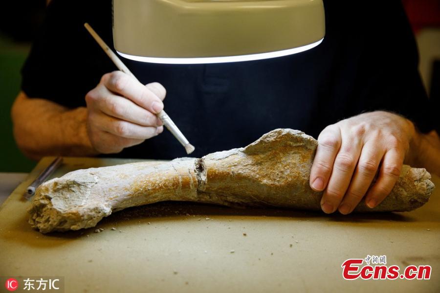 A paleontologist works on the 210-million-year old fossils of a Plateosaurus at the Natural History Museum in Vienna, Austria. The dinosaur skeleton is a permanent loan from the Dinosaur Museum Frick in Switzerland and is restored and put together by the Natural History Museum in Vienna, where the Plateosaurus will be displayed later this year. (Photo/IC)