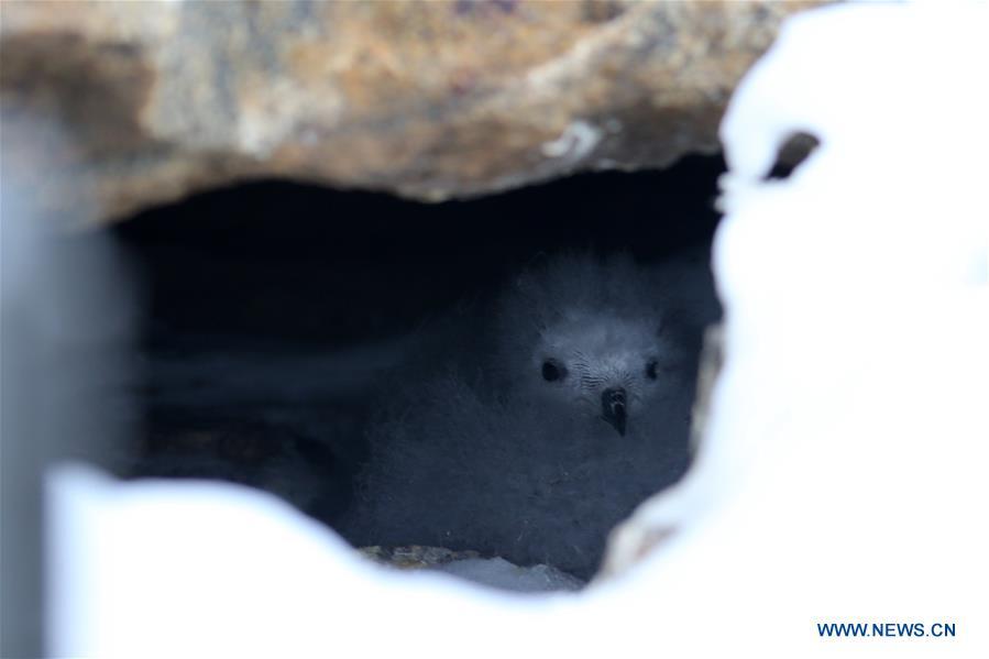 A snow petrel chick is seen near the Zhongshan Station, a Chinese research base in Antarctica, Feb. 11, 2019. Chinese researchers have begun using infrared cameras to monitor Antarctica\'s snow petrel, a key indicator species of the local marine ecosystem. This is the first time Chinese researchers in Antarctica have used infrared cameras in bird monitoring. (Xinhua/Liu Shiping)
