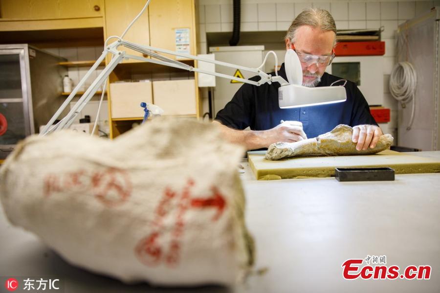A paleontologist works on the 210-million-year old fossils of a Plateosaurus at the Natural History Museum in Vienna, Austria. The dinosaur skeleton is a permanent loan from the Dinosaur Museum Frick in Switzerland and is restored and put together by the Natural History Museum in Vienna, where the Plateosaurus will be displayed later this year. (Photo/IC)