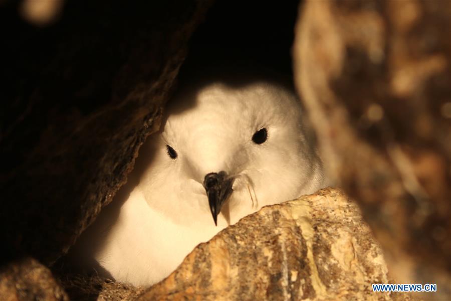 A snow petrel and its chick are seen near the Zhongshan Station, a Chinese research base in Antarctica, Jan. 14, 2019. Chinese researchers have begun using infrared cameras to monitor Antarctica\'s snow petrel, a key indicator species of the local marine ecosystem. This is the first time Chinese researchers in Antarctica have used infrared cameras in bird monitoring. (Xinhua/Liu Shiping)